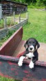 /album/photo-gallery-trixies-puppies/layla-pup-jpg/